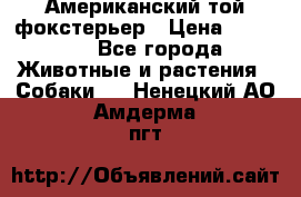 Американский той фокстерьер › Цена ­ 25 000 - Все города Животные и растения » Собаки   . Ненецкий АО,Амдерма пгт